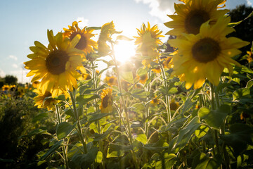 Sunlight Filtering Through Blooming Sunflowers in Field