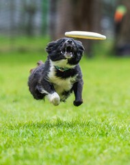 A dog runs and catches a Frisbee