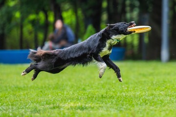 A dog runs and catches a Frisbee