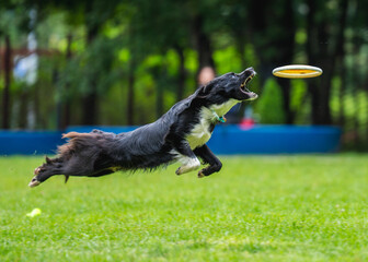 A dog runs and catches a Frisbee
