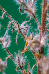 Dried wild grass stem with fine hairs and seed pods on green background