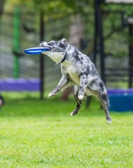 A dog runs and catches a Frisbee