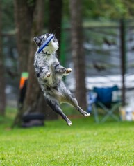 A dog runs and catches a Frisbee