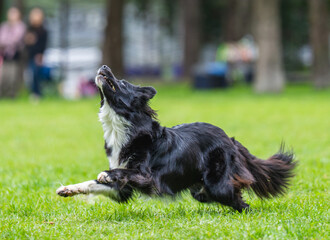 A dog runs and catches a Frisbee
