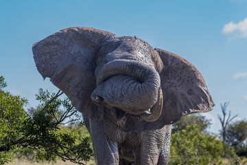 South Africa, Kruger National Park, African Elephant (Loxodonta africana), trump