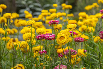 Pretty pink and yellow strawflowers blooming in summertime, with a shallow depth of field