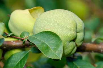 A green apple is sitting on a leaf