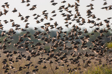 South Africa, Kruger National Park, Red-billed Quelea (Quelea quelea)