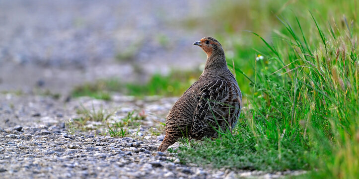 Rebhuhn am Feldrand // Grey partridge (Perdix perdix) - Vogel des Jahres 2026