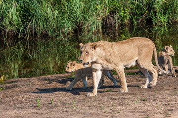 South Africa, Kruger National Park, Lion (Panthera leo), female and cubs