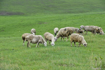 The sheep of the grasslands