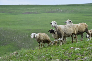 Fototapeta premium The sheep of the grasslands
