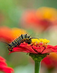 Obraz premium A caterpillar munches on a vibrant red flower, surrounded by colors