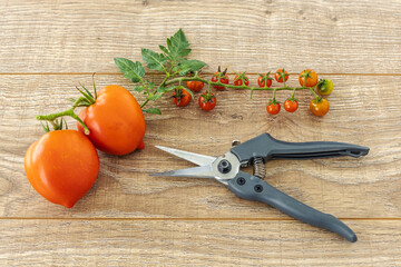 Just picked fresh tomatoes on the wooden background.