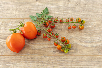 Just picked fresh tomatoes on the wooden background.