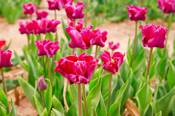 Naklejka premium Spring blooming tulip field. Flowers tulips, Spring floral background.
