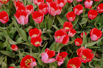 Spring blooming tulip field. Flowers tulips,  Spring floral background.