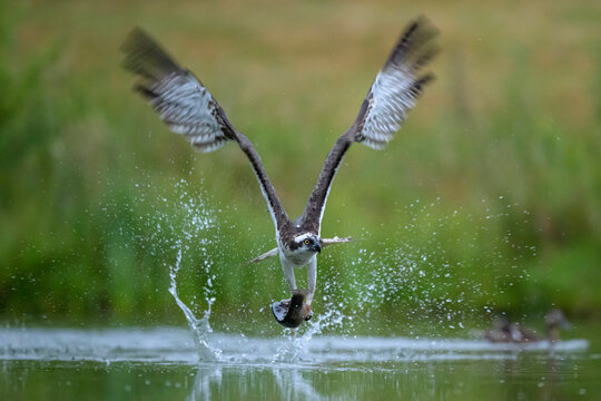Osprey catching fish in water in Scotland wildlife action scene