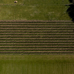 Aerial view of an orchard, in Borgloon, Belgium