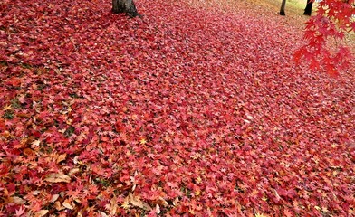 地面を覆い尽くすモミジの落ち葉