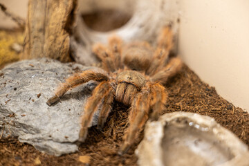 Large tarantula resting on stone and soil, showing details of exotic arachnid life in terrarium habitat
