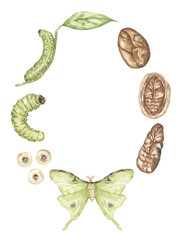 Watercolor illustration of butterfly life cycle, moth insects educational poster, wild nature print