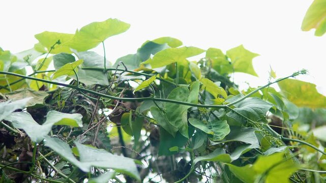 A low-angle video looking up through a thick tangle of vibrant green vines and leaves. The plants create a dense canopy against a bright sky, evoking a sense of wild, untamed nature, growth.