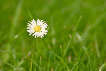 Daisy flower in green grass bathed in soft evening sunlight	