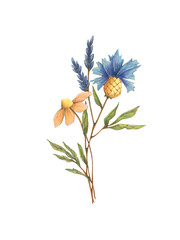 Elegant bouquet hand drawn flowers illustration isolated on transparent background. Field flowers and herbs design. Chamomile cornflower and leaves floral card.