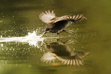 great crested grebe
