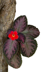 Red flower of Episcia cupreata (Hook.) Hanst, Flame violet strawberry patch, Carpet Plant, Episcia or Frame Violet bloom on commensalism  big tree in the garden isolated on white background.