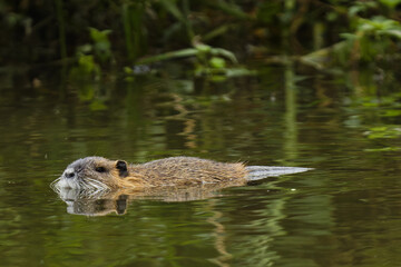 wild duck in the pond
