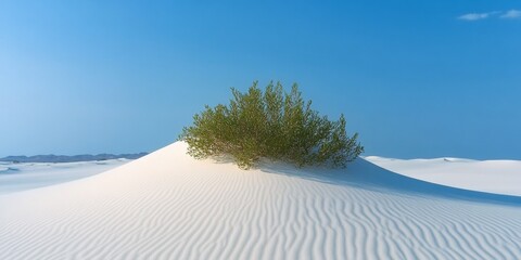 Vibrant Green Shrub Standing Alone on Expansive White Sand Dune Under Clear Blue Sky in Summer
