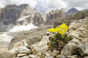yellow flowers in the mountains