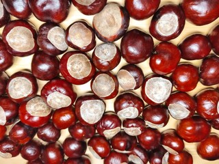 Horse chestnuts (conkers) on wooden background