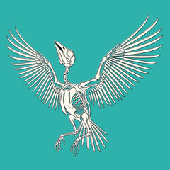 Obraz premium Bird skeleton with open wings on a teal background