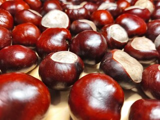 Horse chestnuts (conkers) on wooden background