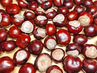 Horse chestnuts (conkers) on wooden background