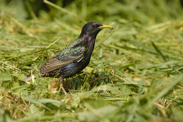 blackbird on the grass