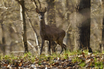 deer in the woods