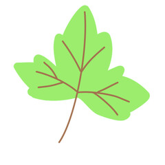 green leaf on white background