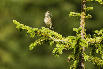 sparrow on a branch