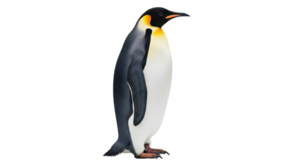 Isolated Emperor Penguin standing still with a serious expression in studio photography