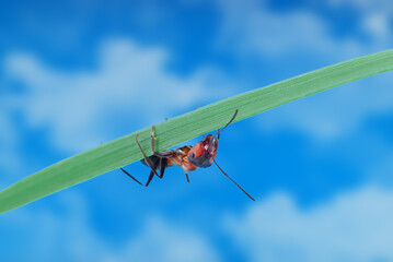 Red ant hanging on green blade of grass against blue sky