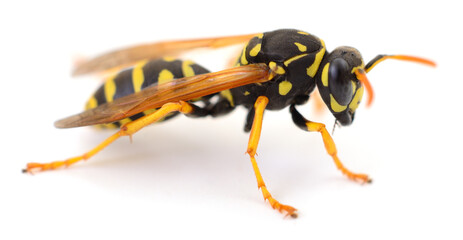 Paper wasp isolated on white background
