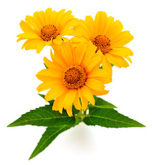Yellow Heliopsis flowers isolated on white background