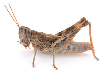 Grasshopper isolated on white background