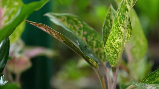 A beautiful close-up video of Aglaonema (Chinese Evergreen) foliage. The vibrant, variegated leaves with green and pink patterns create a lush, tropical, and natural background for various projects.

