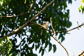 a young zebro dove perching on the tree branch