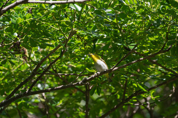 a tiny lowland white-eyed songbird on a tree branch